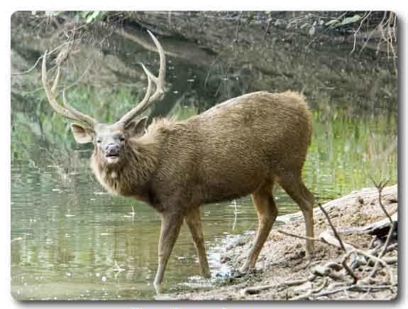  Odisha State animal, Sambar deer, Cervus unicolor